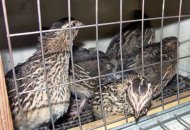 Training center for quail breeding