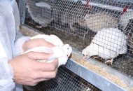 Training center for quail breeding