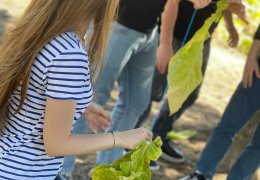Студенты практически ознакомились с окончательным сбором табачных листьев и процессом их нанизывания на веревку